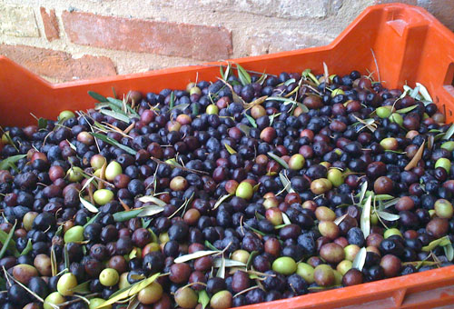 our newly picked olives